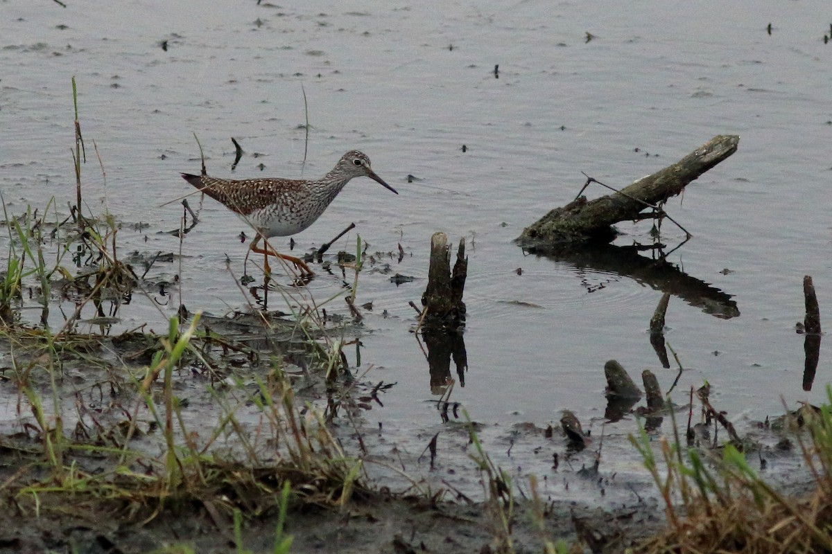 Lesser Yellowlegs - ML618039545