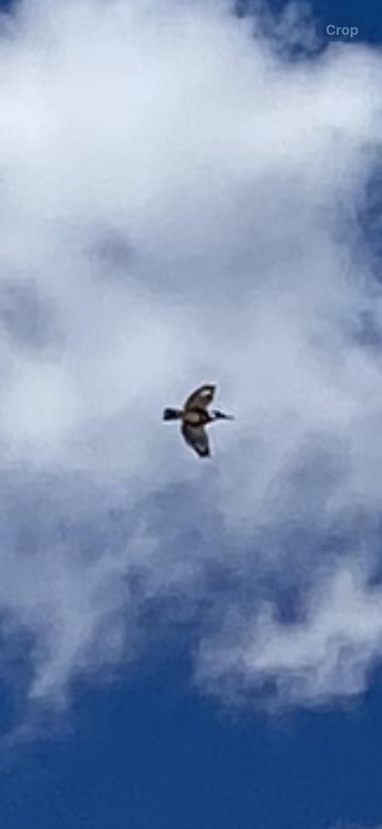 Belted Kingfisher - ML618039588