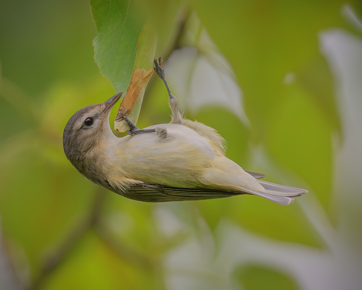 Warbling Vireo - ML618039616