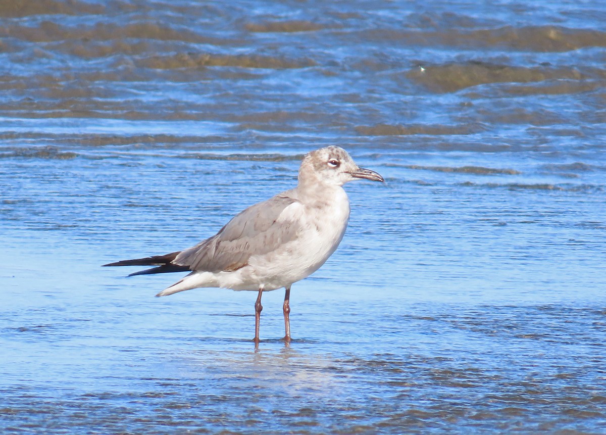 Gaviota Guanaguanare - ML618039617