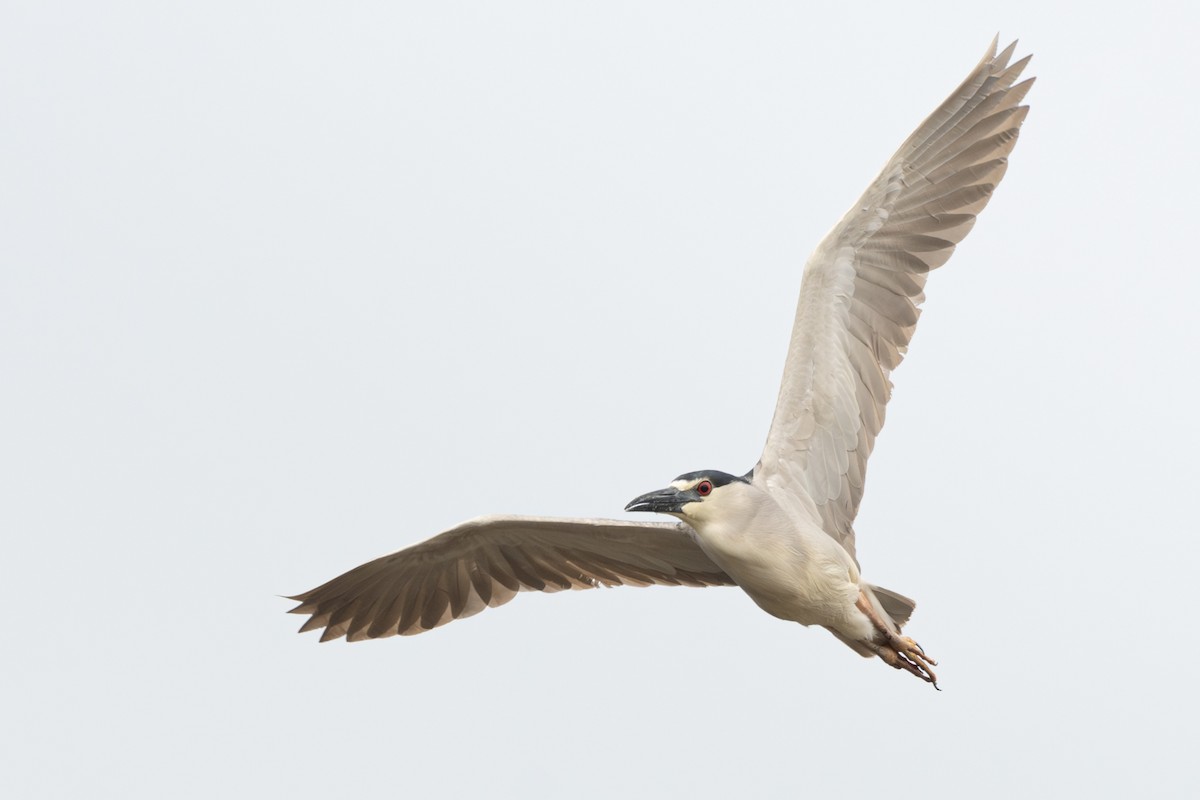 Black-crowned Night Heron - Jack Belleghem