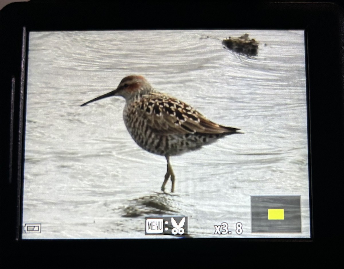 Stilt Sandpiper - ML618039635