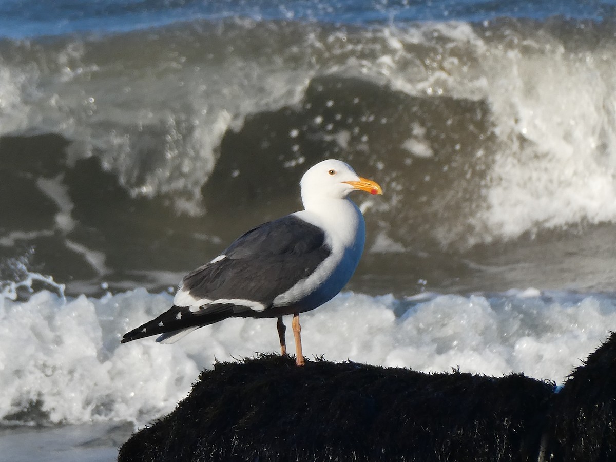 gull sp. - Anonymous