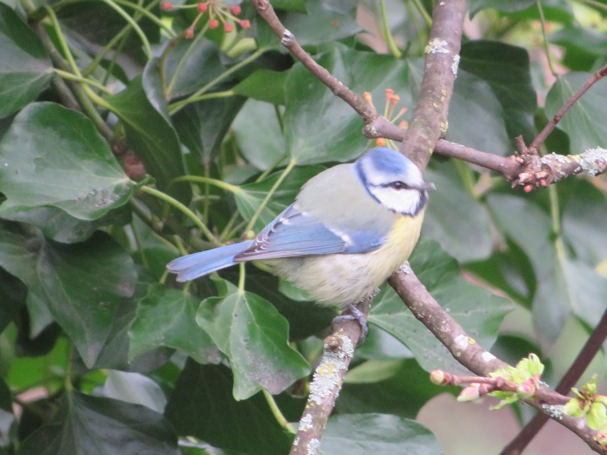 Mésange bleue - ML618039661