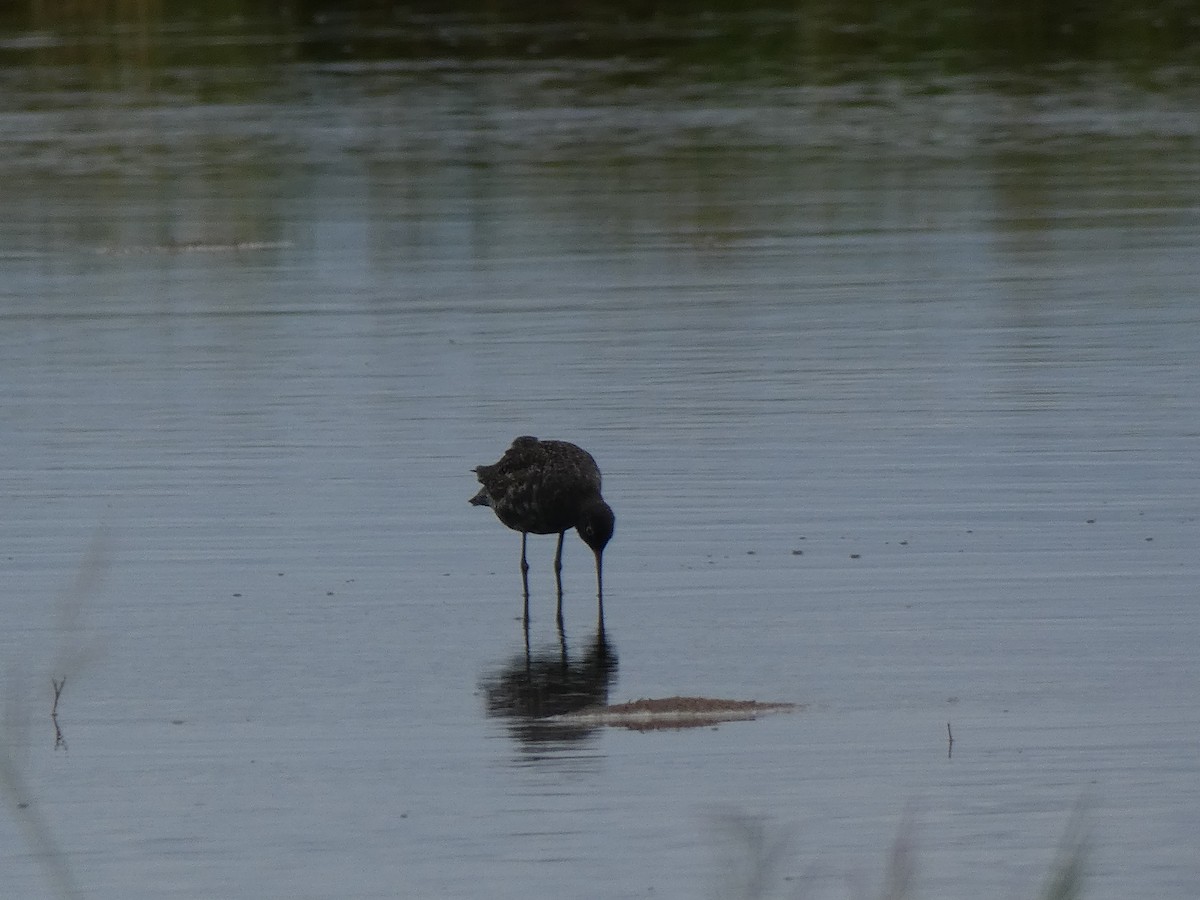 Spotted Redshank - Juan jose gonzalez