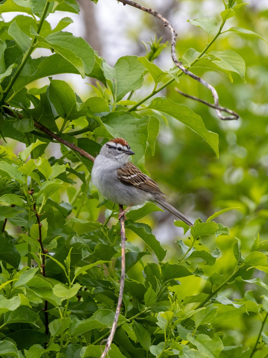 Chipping Sparrow - ML618039698