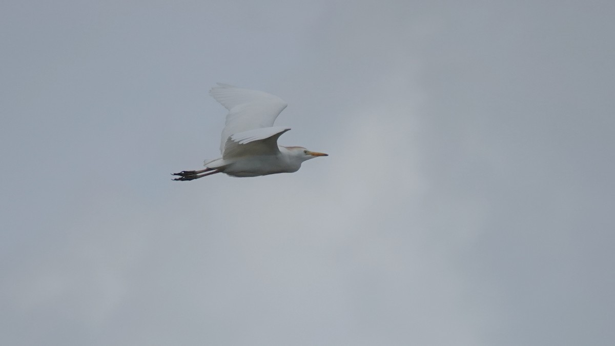 Western Cattle Egret - ML618039700