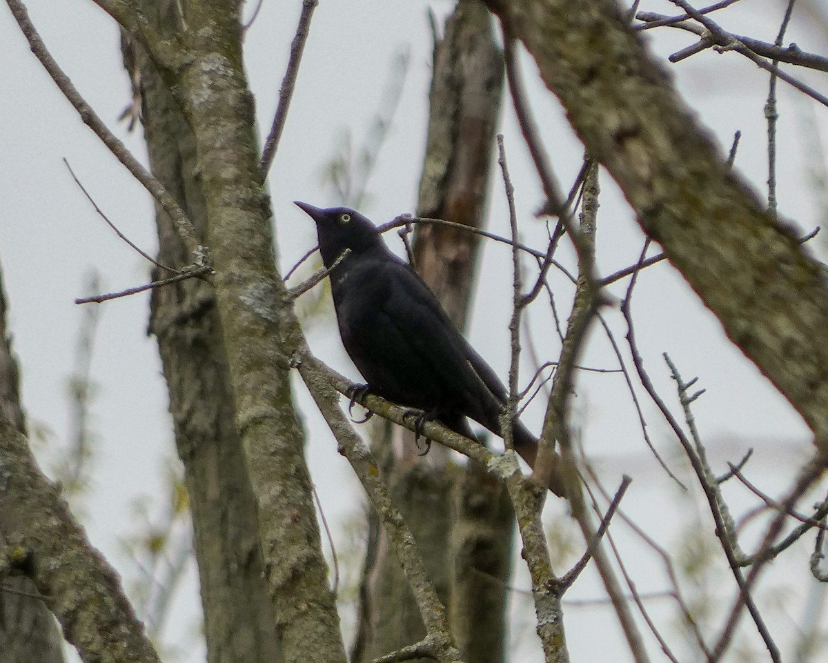 Rusty Blackbird - Kathy L. Mock