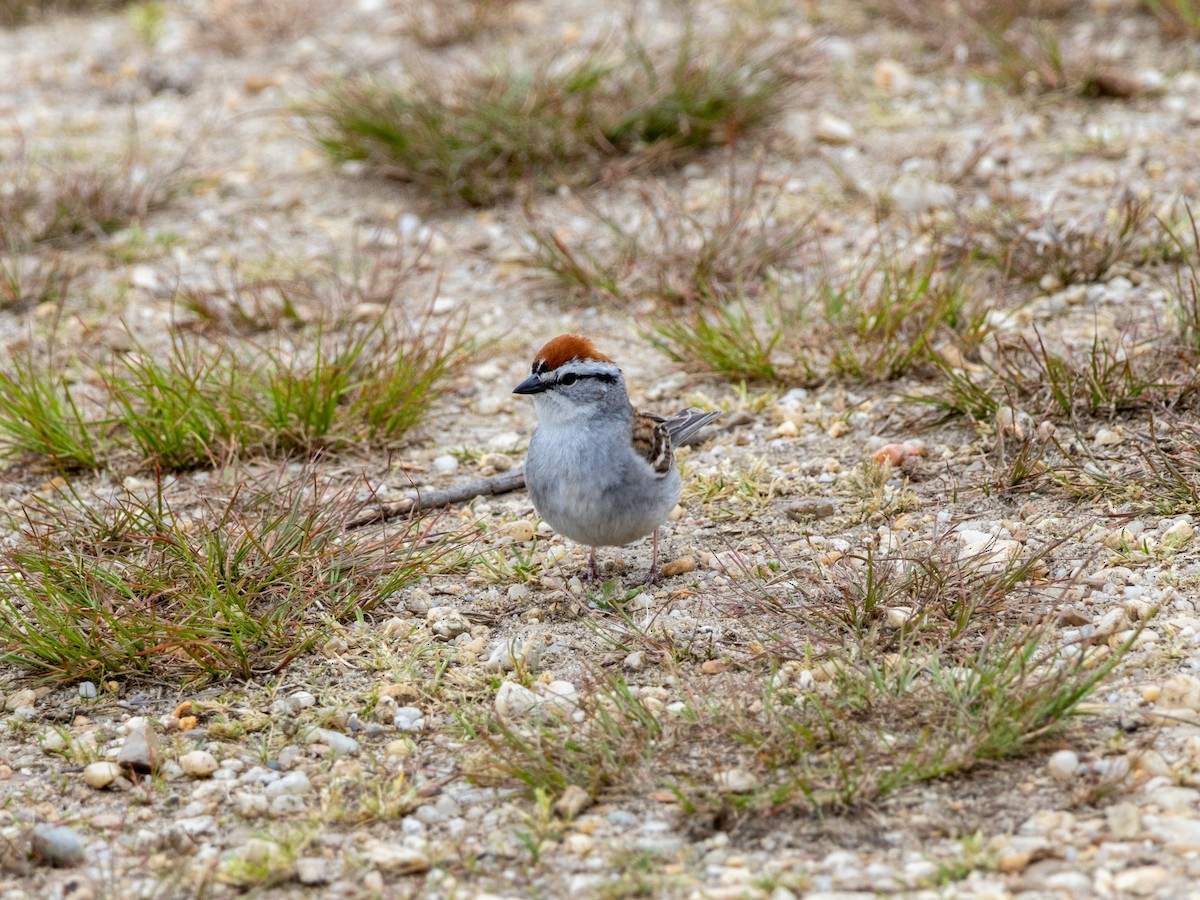 Chipping Sparrow - ML618039732