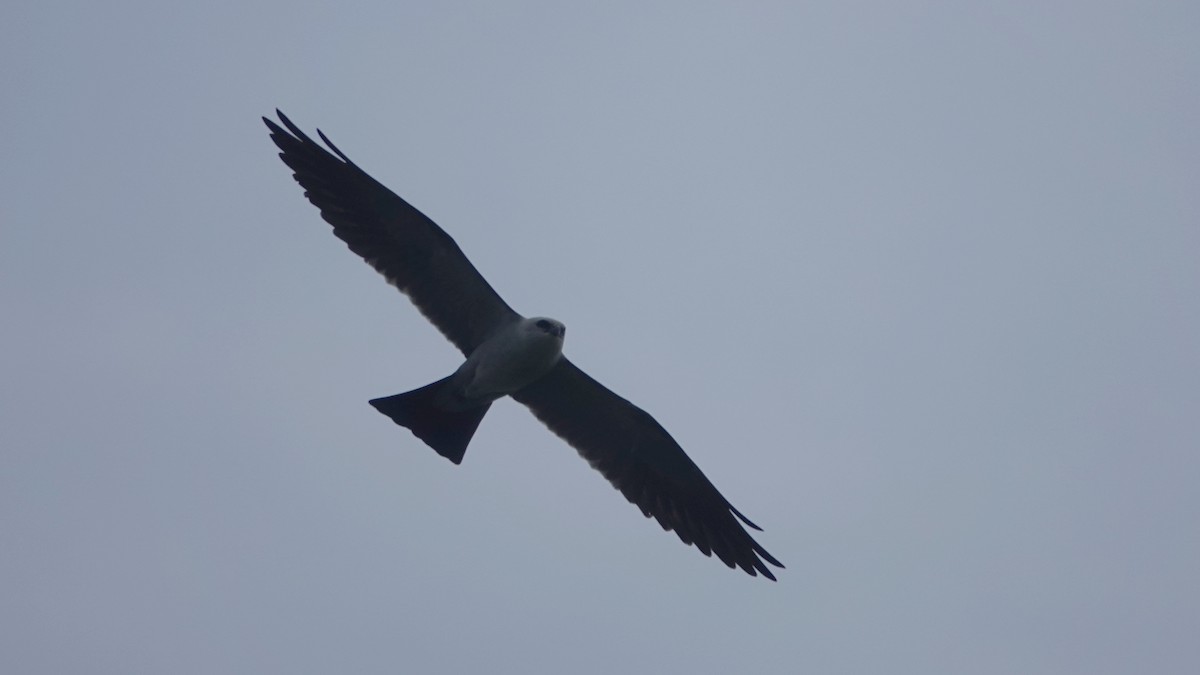 Mississippi Kite - ML618039738