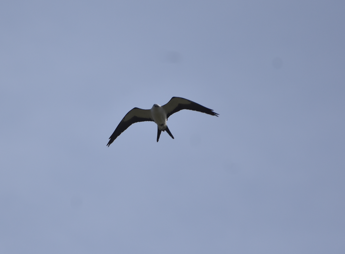 Swallow-tailed Kite - ML618039743