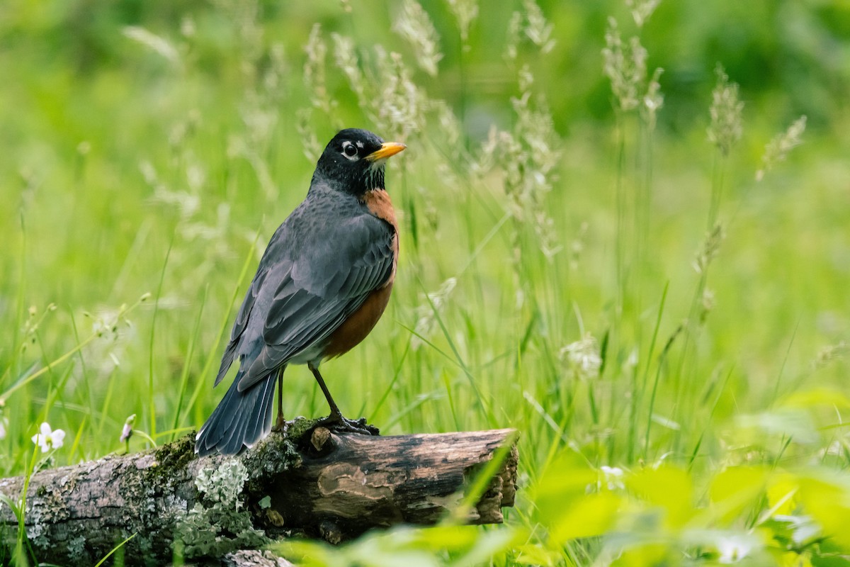 American Robin - ML618039745