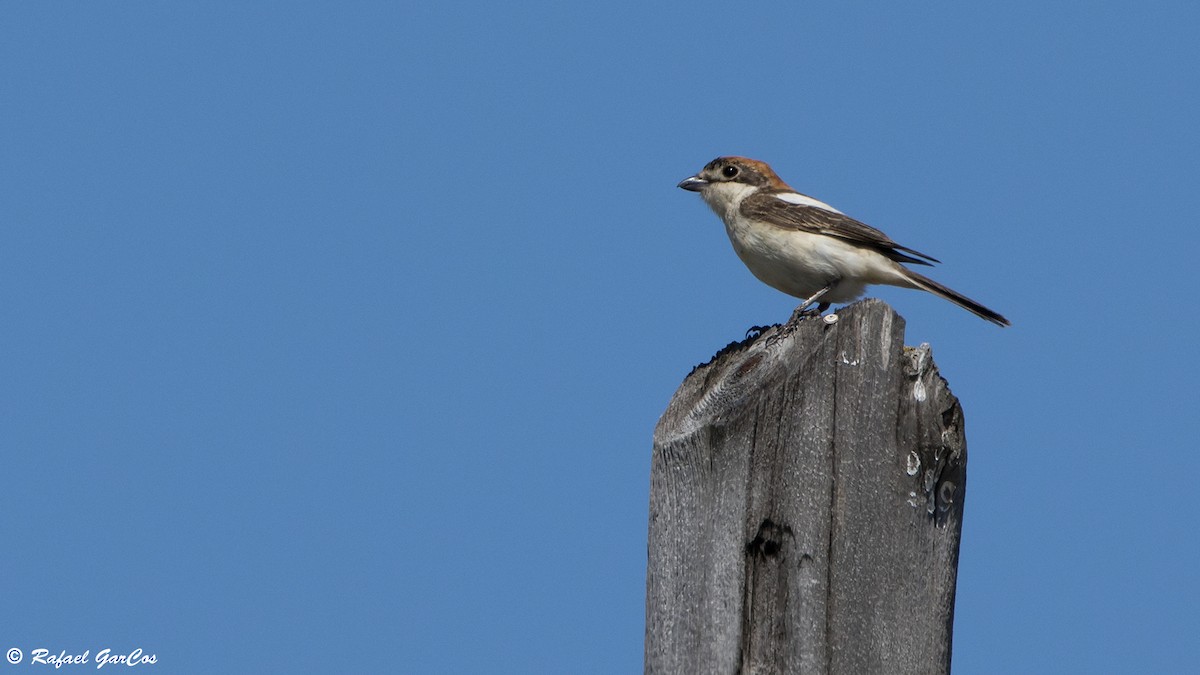 Woodchat Shrike - ML618039754