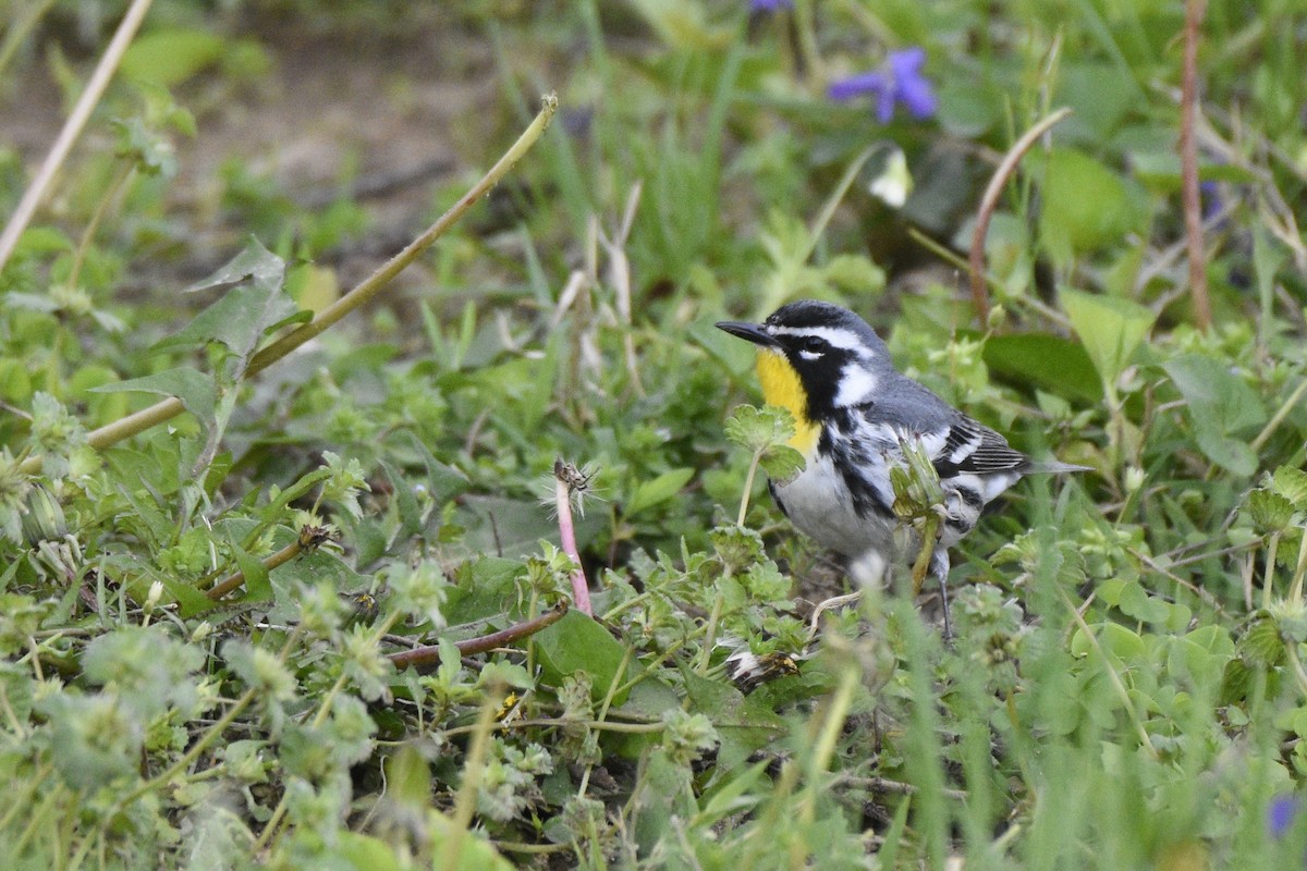 Yellow-throated Warbler - Landon Roberts