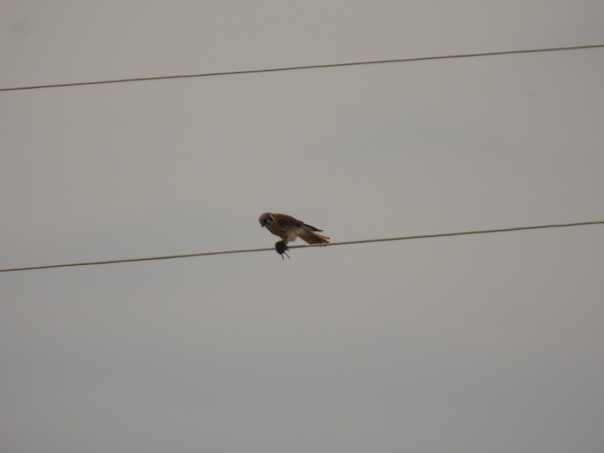 American Kestrel - John McKay