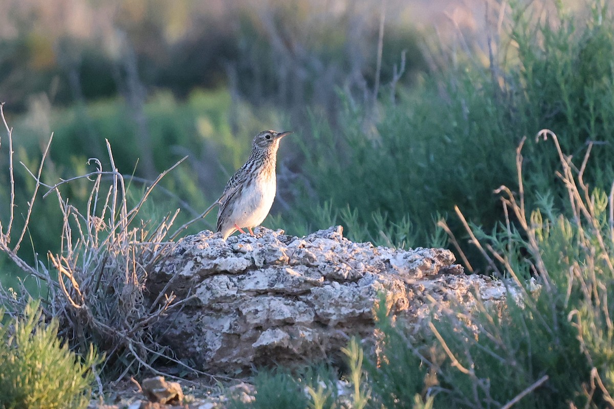 Dupont's Lark - Brendan Ryan