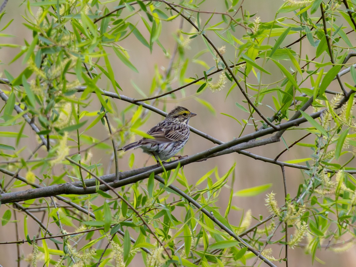 Savannah Sparrow - ML618039793