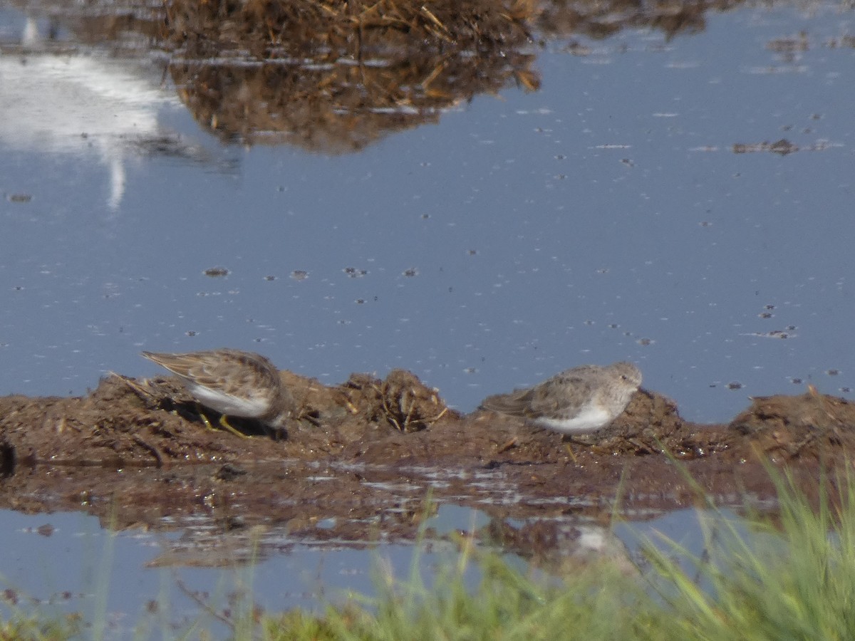 Temminck's Stint - Juan jose gonzalez