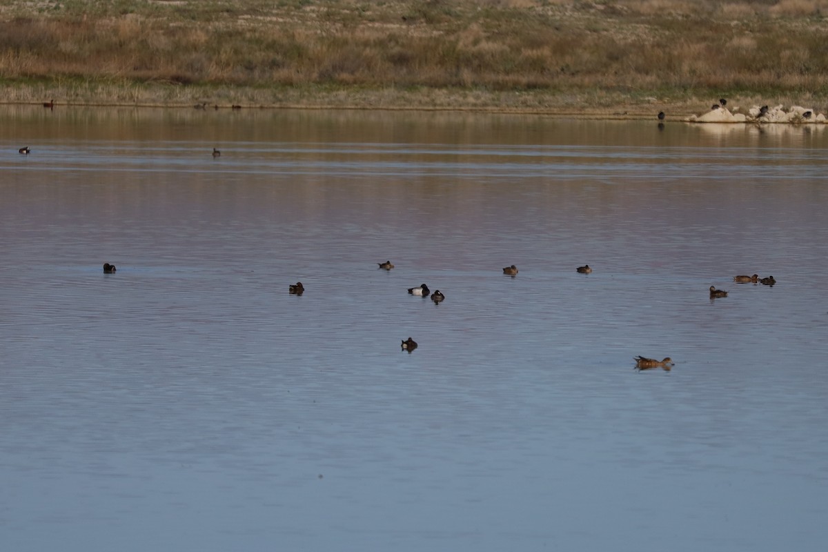 Lesser Scaup - ML618039802