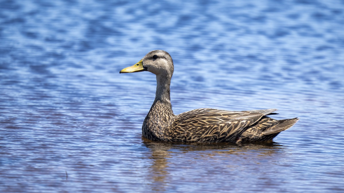 Mottled Duck - ML618039804