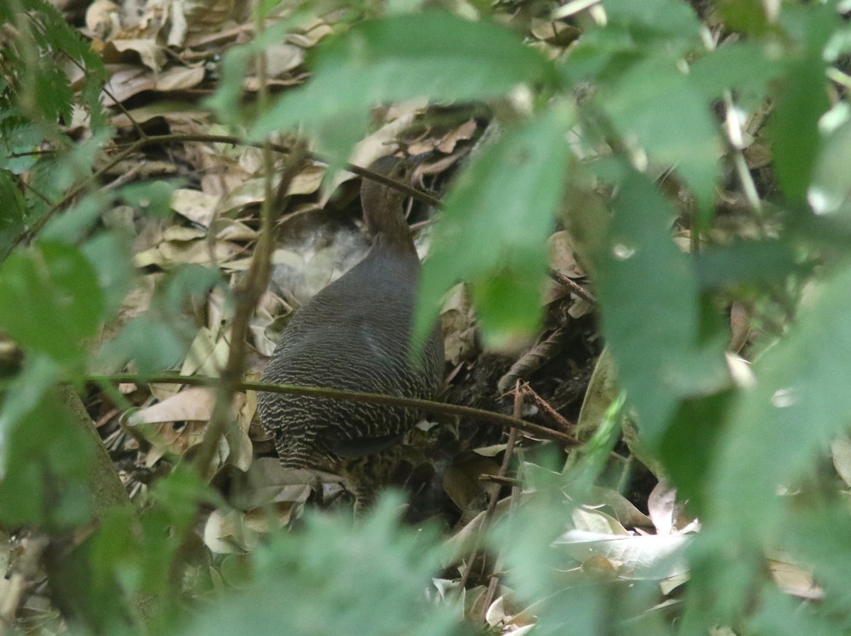 Tinamú Canelo (grupo cinnamomeus) - ML618039811