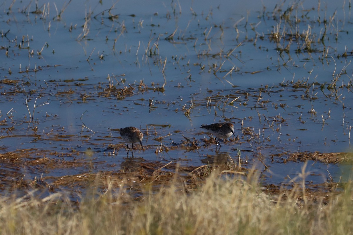 Bergstrandläufer - ML618039817