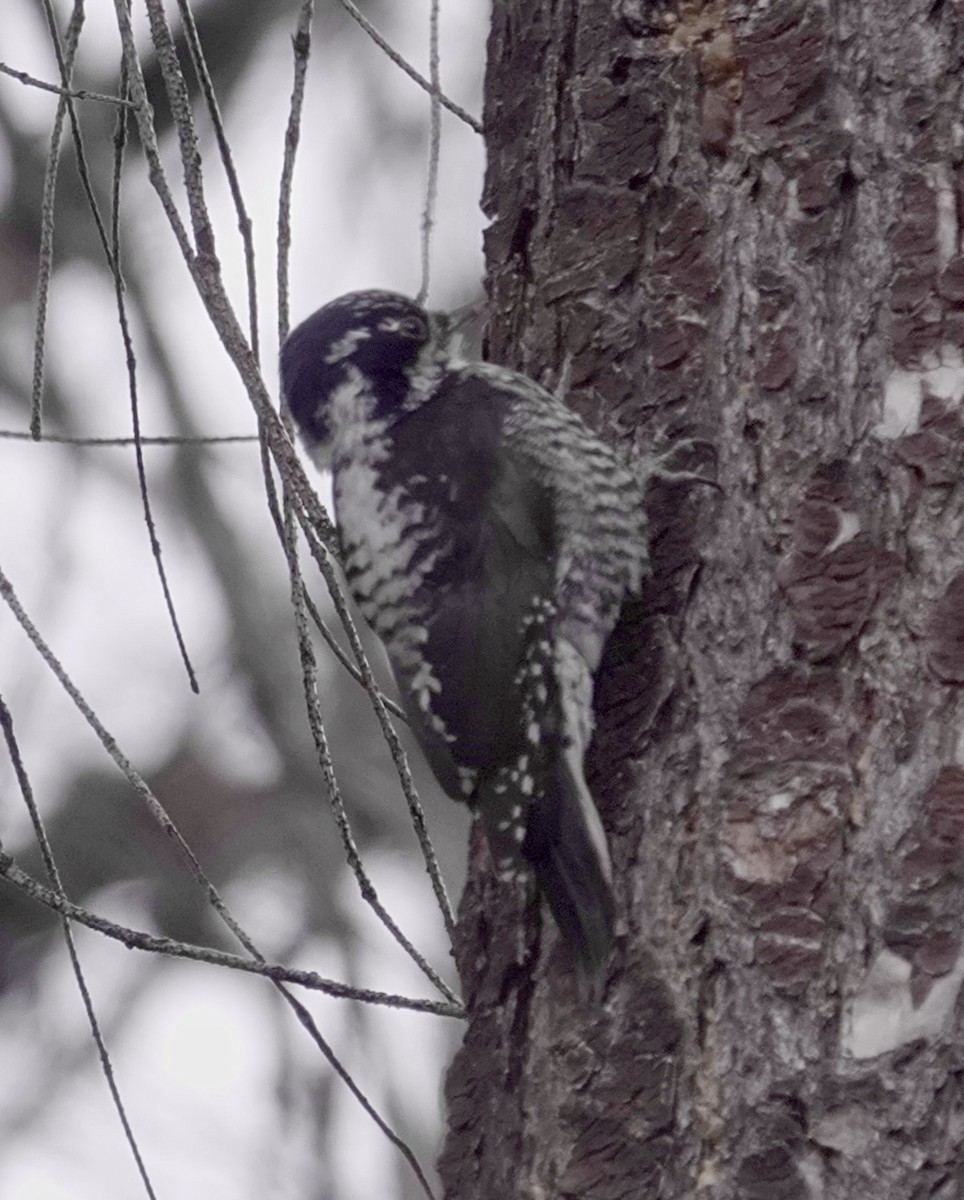 Американский трёхпалый дятел (fasciatus) - ML618039830