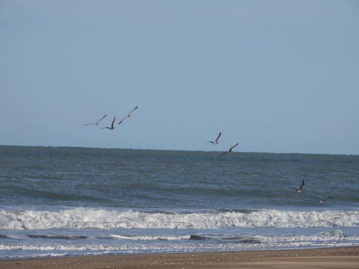 Gaviota Cocinera - ML618039835