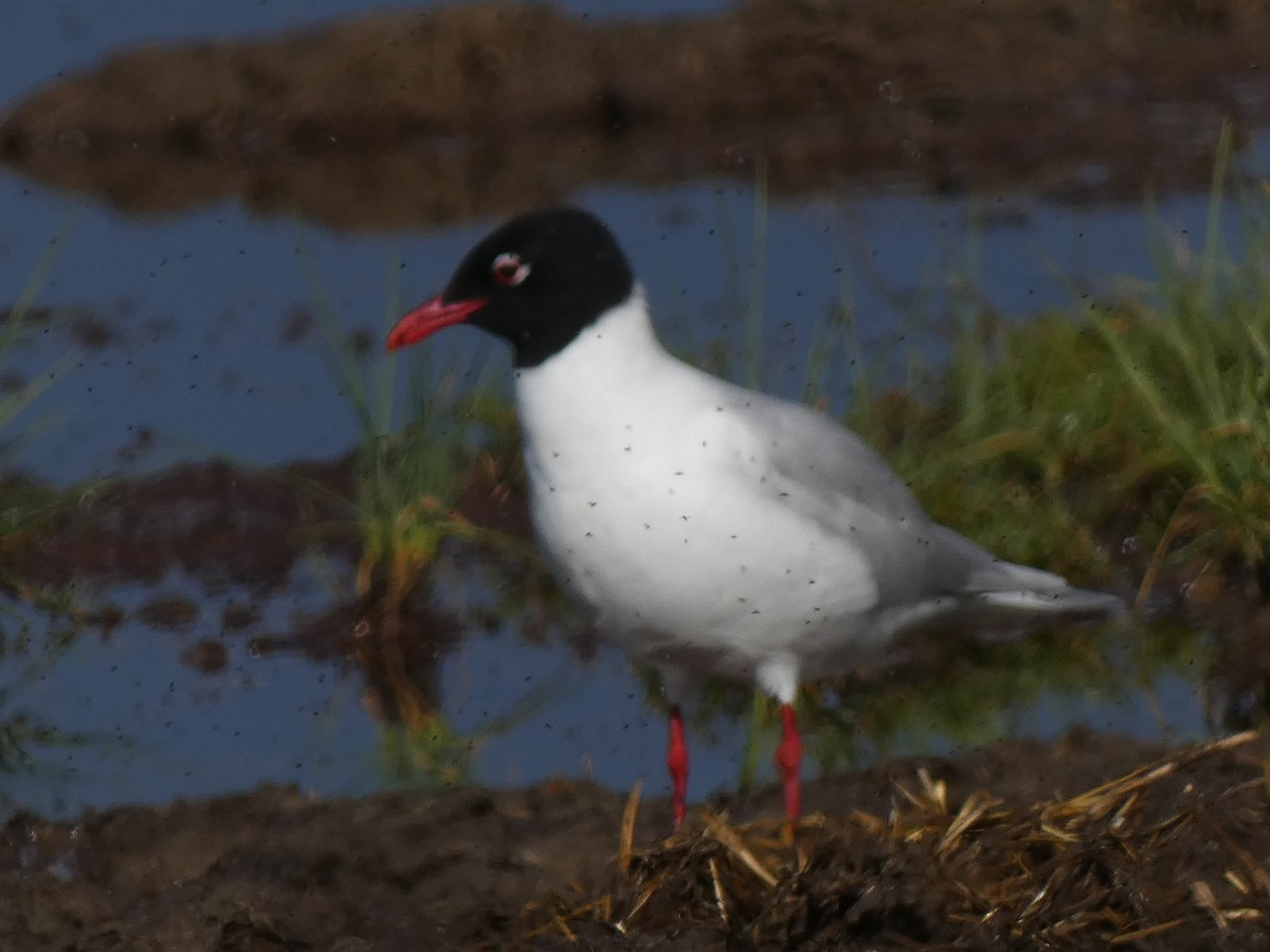 Gaviota Cabecinegra - ML618039849