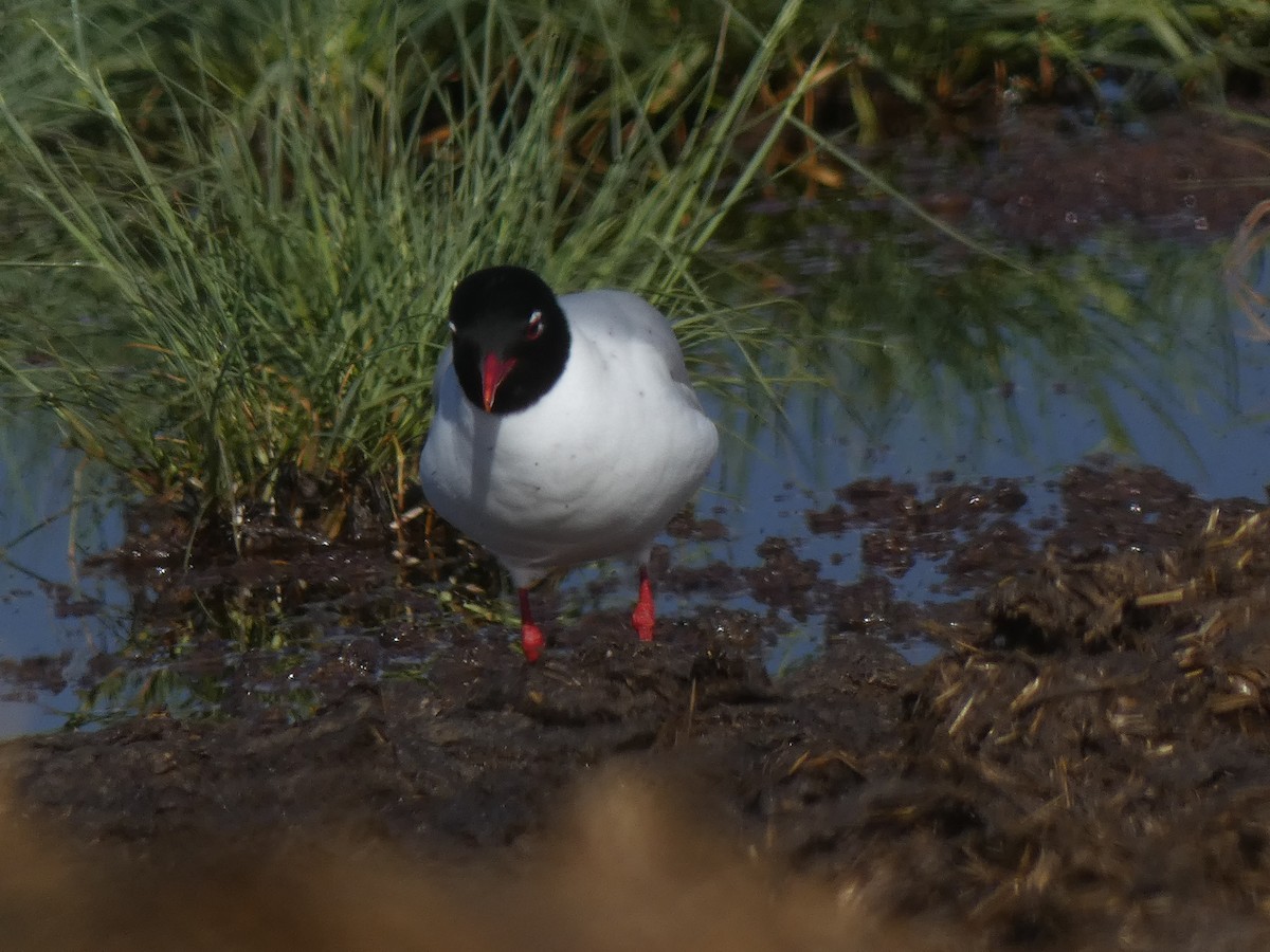 Gaviota Cabecinegra - ML618039851