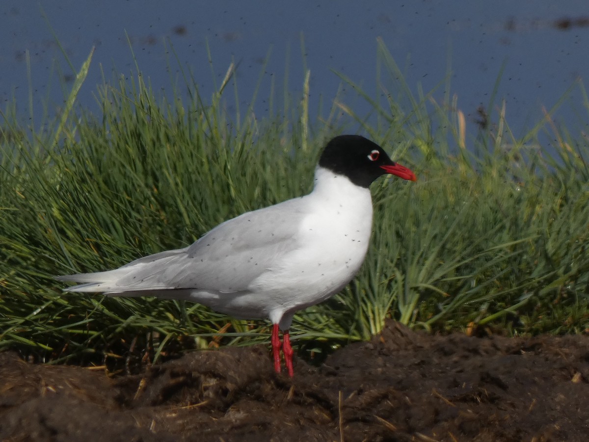 Mouette mélanocéphale - ML618039854