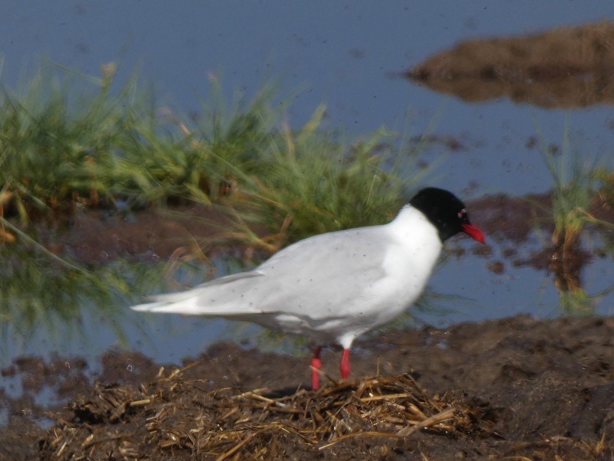 Mouette mélanocéphale - ML618039855