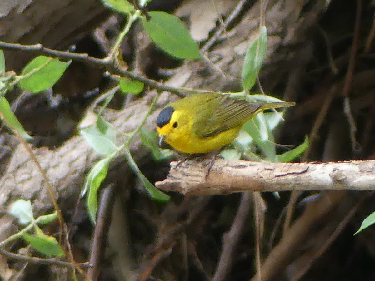 Wilson's Warbler - David Telles