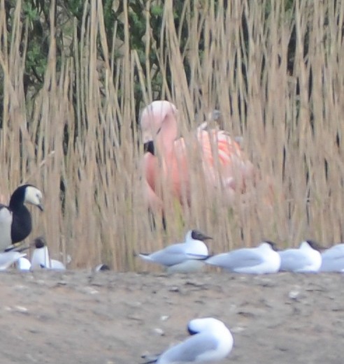 Chilean Flamingo - ML618039867