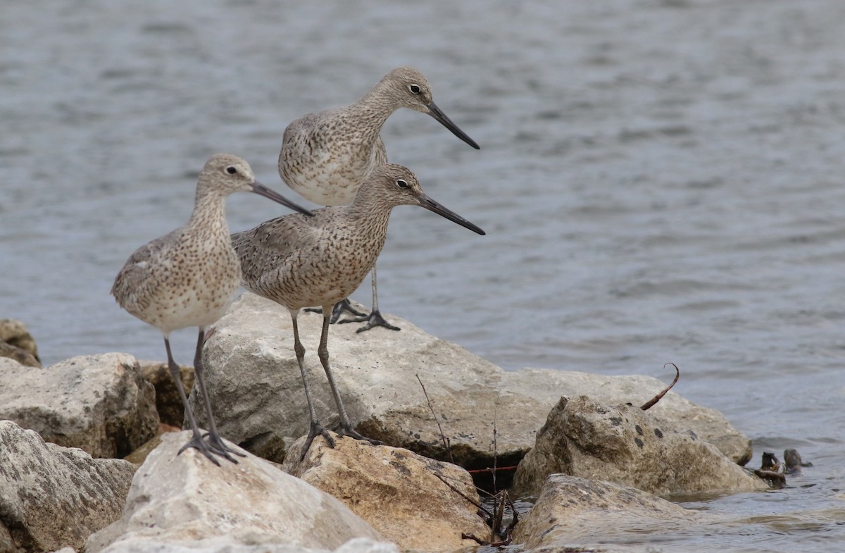 Willet - Dennis Oehmke