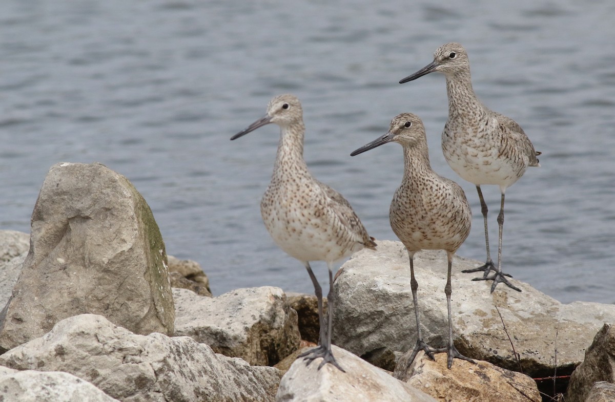 Willet - Dennis Oehmke