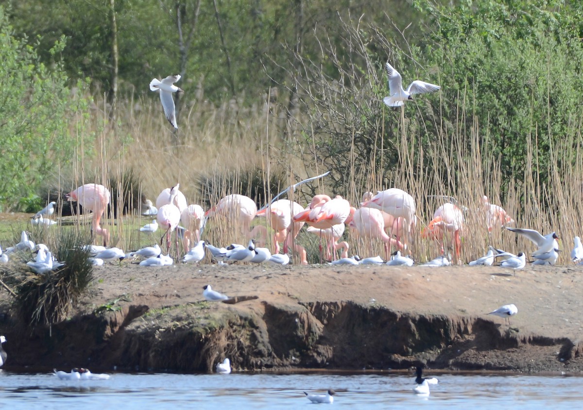 Greater Flamingo - ML618039881