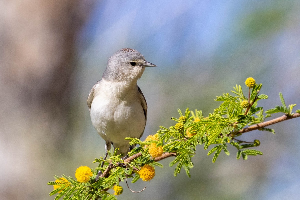 Lucy's Warbler - Linda McNulty