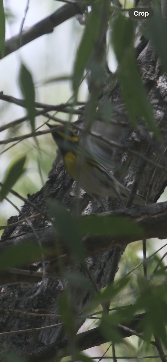 Townsend's Warbler - ML618039908