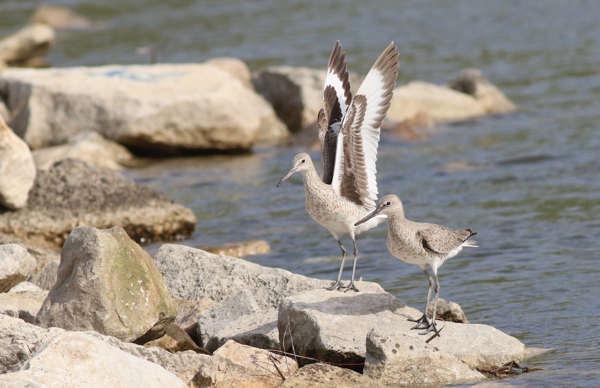 Willet - ML618039912