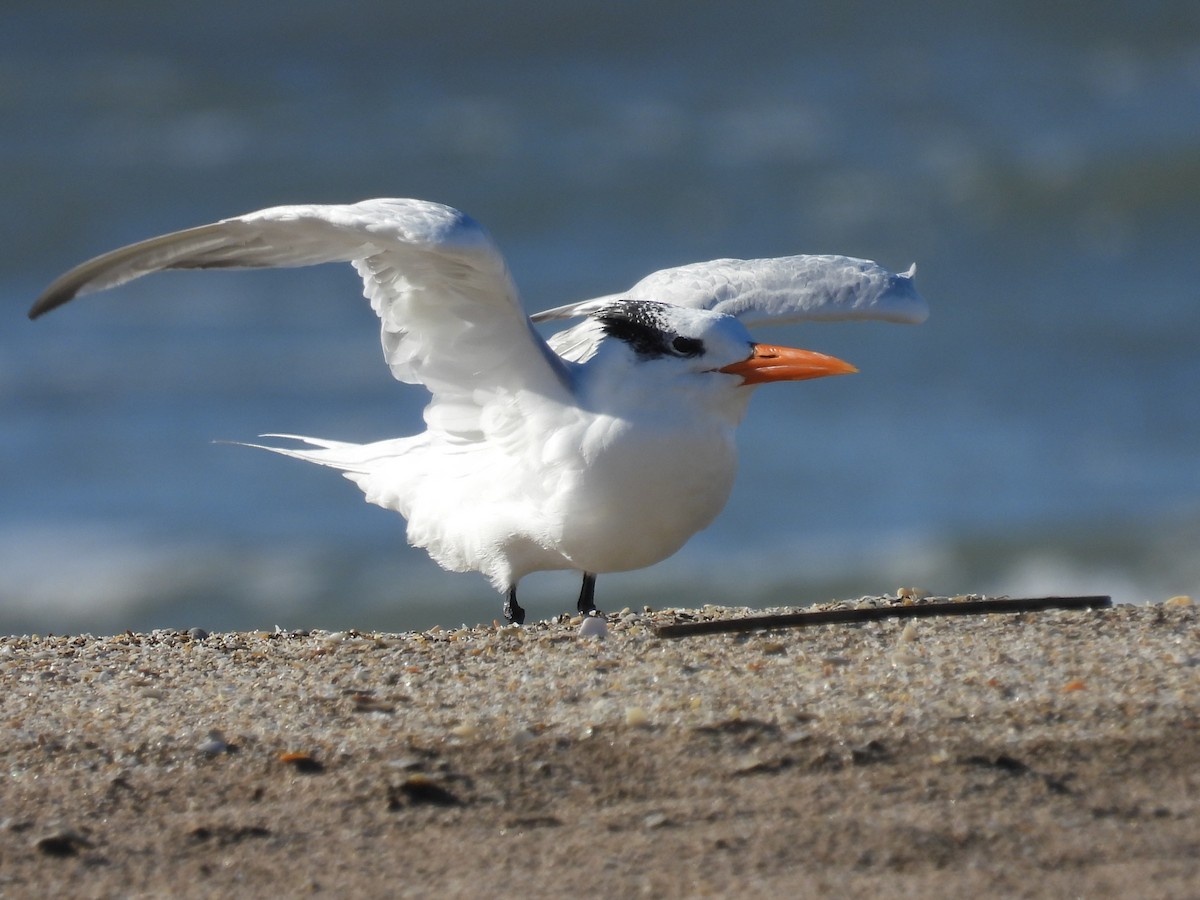 Royal Tern - ML618039954