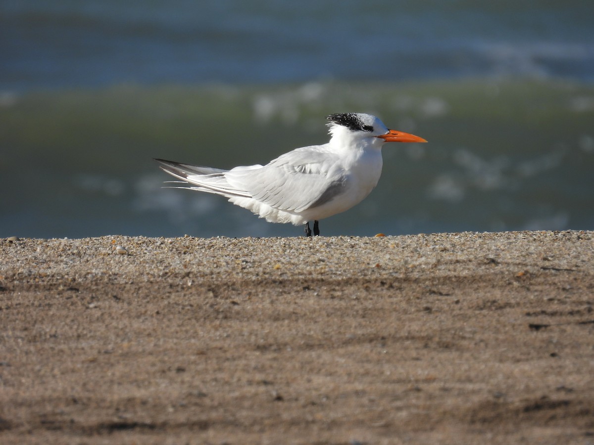 Royal Tern - ML618039955