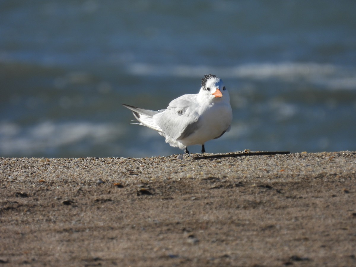 Royal Tern - ML618039956