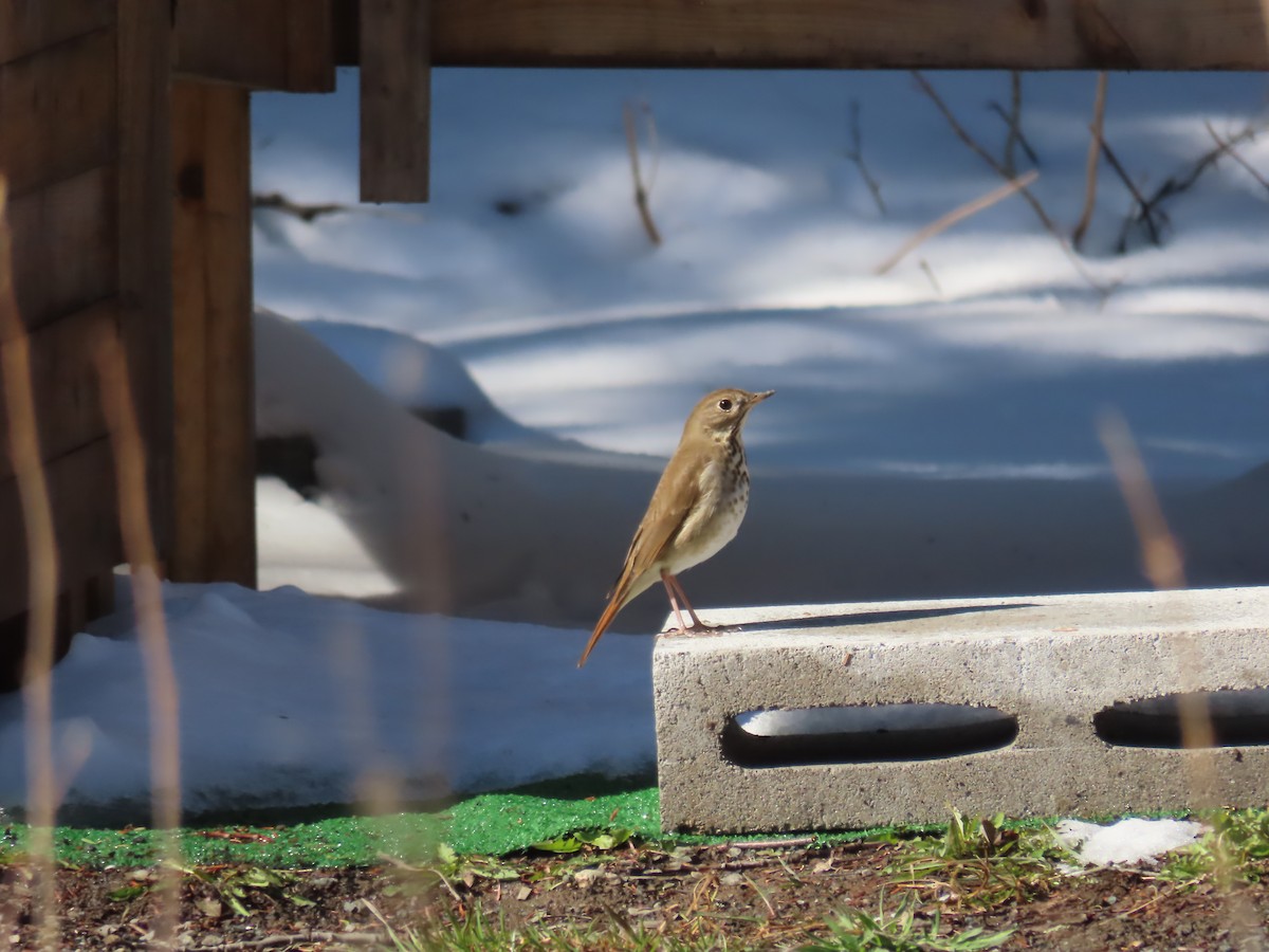 Hermit Thrush - ML618039958