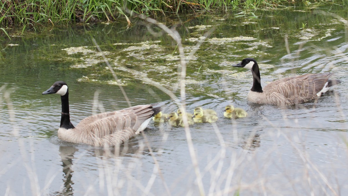 Canada Goose - ML618039974