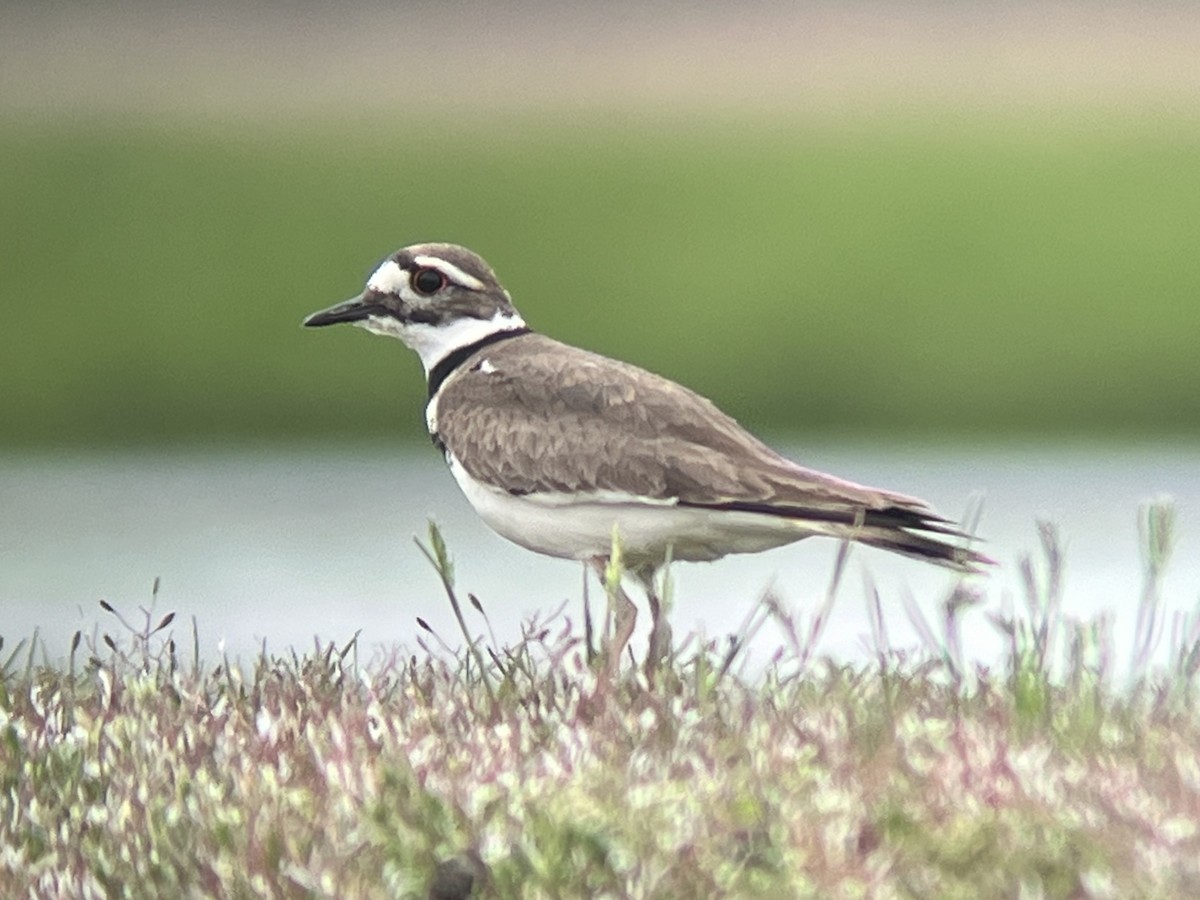 Killdeer - ML618039999