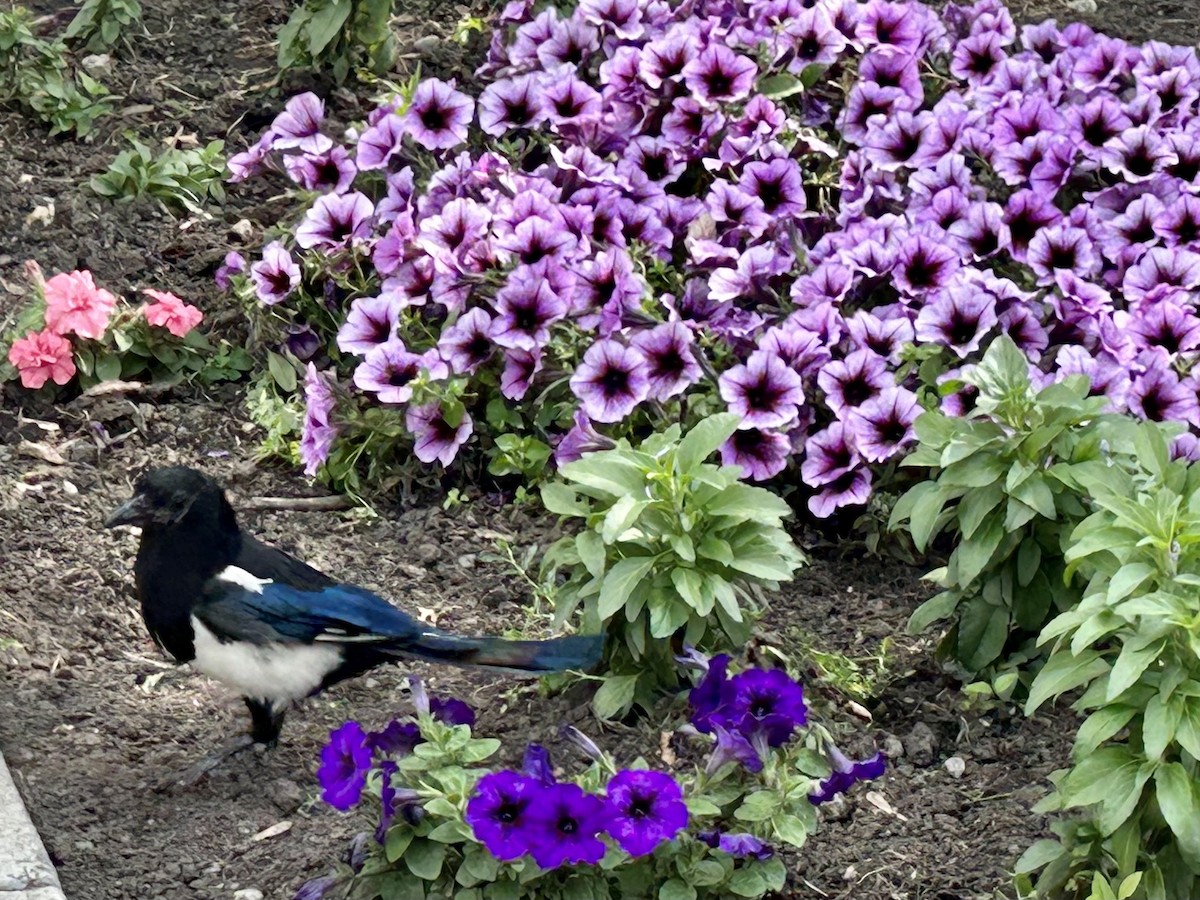 Black-billed Magpie - ML618040001