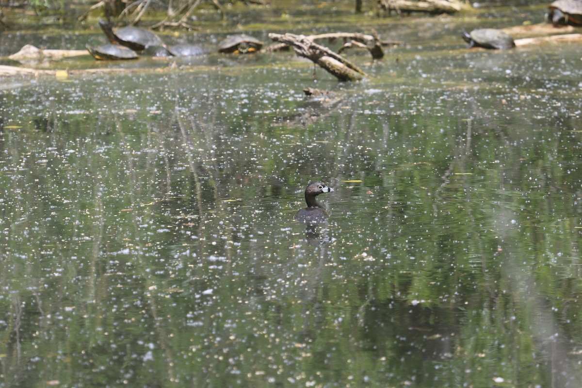 Pied-billed Grebe - ML618040040