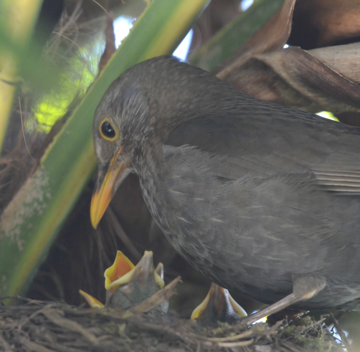 Eurasian Blackbird - Anton Grams