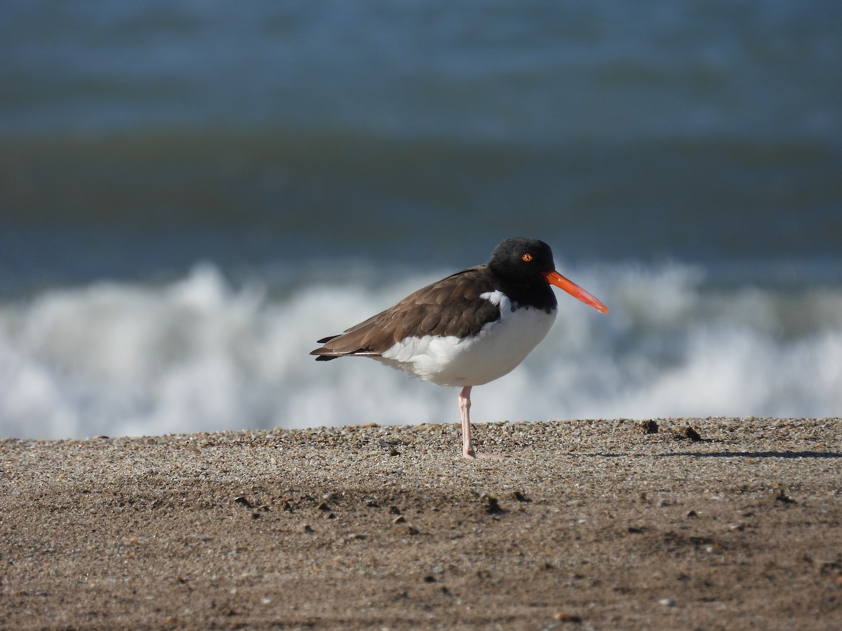 American Oystercatcher - ML618040069